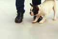 The French bulldog defends his master.