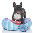 French bulldog with dog bed and lots of toys Royalty Free Stock Photo