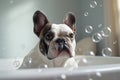 French Bulldog dog being washed in bath tube.