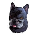 French Bulldog dog breed digital art illustration isolated on white. Popular puppy portrait with text. Cute pet hand drawn Royalty Free Stock Photo