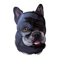 French Bulldog dog breed digital art illustration isolated on white. Popular puppy portrait with text. Cute pet hand drawn Royalty Free Stock Photo