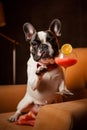 french bulldog dog cheering a toast with martini cocktail drink AI generated Royalty Free Stock Photo
