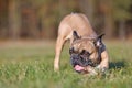 French Bulldog dog chewing on a piece of wooden branch stick Royalty Free Stock Photo