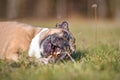 French Bulldog dog chewing on a piece of wooden branch stick with open mouth Royalty Free Stock Photo