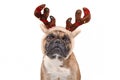 French Bulldog dog with Christmas reindeer antler costume on white background Royalty Free Stock Photo