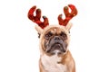 French Bulldog dog with Christmas reindeer antler costume on white background Royalty Free Stock Photo