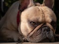 French bulldog dog close up of face lying in garden Royalty Free Stock Photo