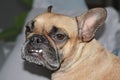 French Bulldog dog with dental condition with overbite and missing teeth