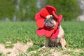 French Bulldog dog dressed up as funny spring flower with huge red petal headband costume