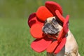 French Bulldog dog dressed up as funny spring flower
