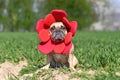 French Bulldog dog dressed up as funny spring flower with red petal headband costume