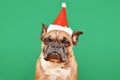 French Bulldog dog dressed up with small red Santa Claus Christmas costume hat Royalty Free Stock Photo