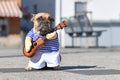 French Bulldog dog dressed up with street perfomer musician costume wearing striped shirt and fake arms holding a toy guitar Royalty Free Stock Photo