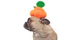 French Bulldog dog dresses up with funny Halloween pumpkin hat on white background Royalty Free Stock Photo