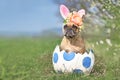 French Bulldog dog with Easter bunny ears sitting in large egg with dots Royalty Free Stock Photo