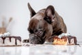 French Bulldog dog eating birthday cake with chocolate on kitchen table.