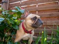 French bulldog dog exploring hidden in flower bed
