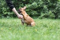 French bulldog dog of fawn color is training to give a paw