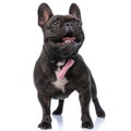 French bulldog dog feeling happy, sticking out tongue Royalty Free Stock Photo