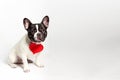 French bulldog dog funny in love on valentines day with red paper heart. White background Royalty Free Stock Photo