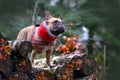 French Bulldog dog girl with red winter scarf around neck standing on pile of tree trunks in forest Royalty Free Stock Photo