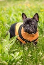 French Bulldog Dog Grass Of The Field In A Sweater