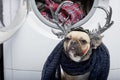 Bulldog dog celebrating Halloween standing with big horns on his head and blood on his face with a gloomy look. Royalty Free Stock Photo