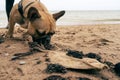 French bulldog dog harbor ground fish bones by the sea Royalty Free Stock Photo