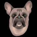 French bulldog dog head on a black background Royalty Free Stock Photo