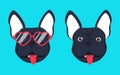 French bulldog dog head dog face illustration .Beautiful french bulldog puppy black fawn dog looks out the glasses.