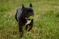 French bulldog dog holds his favorite toy in his mouth, runs with it in nature during a walk in the park. Dog in an Royalty Free Stock Photo