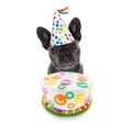 Happy birthday dog and cake Royalty Free Stock Photo