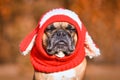 French Bulldog dog with judging face wearing a knitted red hat with rabbit ears Royalty Free Stock Photo