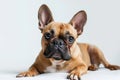 A french bulldog dog laying down on a white background Royalty Free Stock Photo