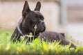 French Bulldog Dog Lies In The Grass At Backyard