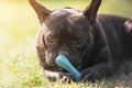 French Bulldog Dog Lies In The Grass And Chew His Toy Bone At Ba