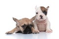 French bulldog dog lying down, feeling exhausted Royalty Free Stock Photo