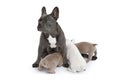 French Bulldog dog nursing her puppies Royalty Free Stock Photo