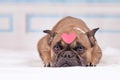 French Bulldog dog with pink heart on head lying down Royalty Free Stock Photo