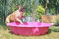 French Bulldog dog playing with water in pink swimming pool during summer Royalty Free Stock Photo