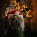 French bulldog dog portrait in santa hat indoors