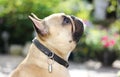 French bulldog dog profile short muzzle Brachycephalic waiting for command Royalty Free Stock Photo