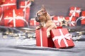 French Bulldog dog puppy peeking out of red Christmas gift box with ribbon Royalty Free Stock Photo