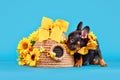 French Bulldog dog puppy ribbon collar sitting next to beehive and sunflowers