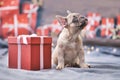 French Bulldog dog puppy sitting next to red Christmas gift box with ribbon Royalty Free Stock Photo