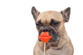 French Bulldog dog with red kiss lips photo prop in front of white background Royalty Free Stock Photo