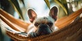 French Bulldog dog relaxing in hammock under tropical palm trea leaves. Generative AI