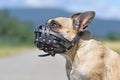 French Bulldog dog with short nose wearing a leather muzzle for protection against biting