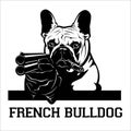 French Bulldog dog with a shotgun and cigar - French Bulldog gangster. Head of angry French Bulldog