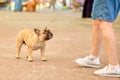 A French bulldog at a dog show. Posing in front of the jury